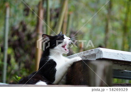 猫・野良猫・白黒・親猫・くつろぐ・九月・竹藪 58269329