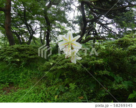 ユリの花 ユリの花 58269345