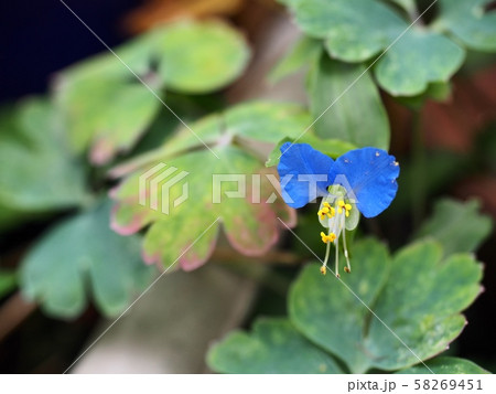 ツユクサ　ツユクサの花 58269451