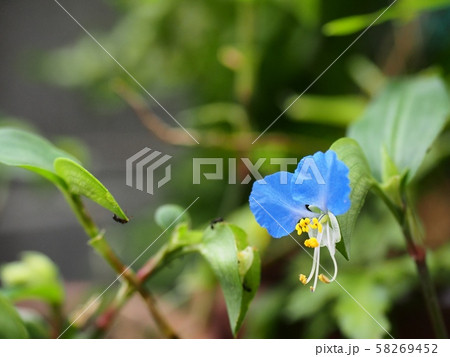 ツユクサ　ツユクサの花 58269452