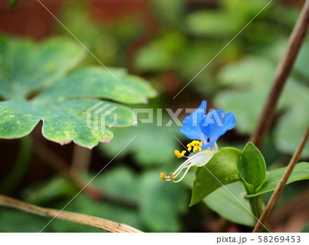 ツユクサ　ツユクサの花 58269453