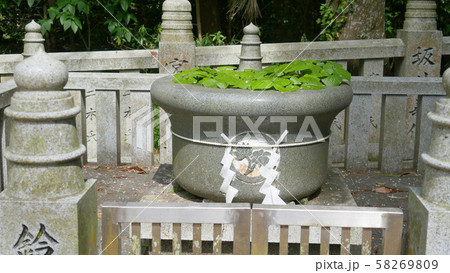 鴨神社の葵の葉 58269809