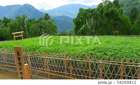 大嘗祭のあらたえの麻畑 58269812