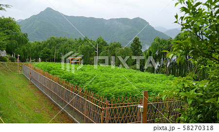 大嘗祭のあらたえの麻畑と東宮山 58270318