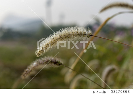 自然 風景 韓国 58270368