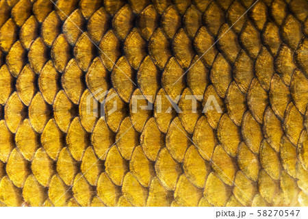 Big wild carp fish pattern textured skin scales Big wild carp fish pattern textured skin scales 58270547