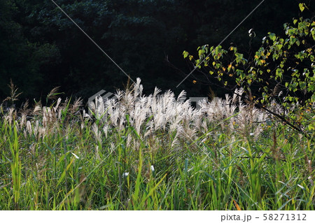初秋の羽鳥胡高原 58271312