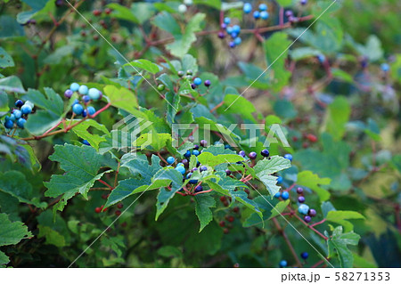 初秋の羽鳥胡高原 58271353