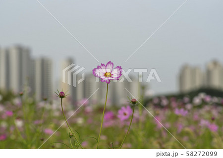風景 自然 韓国 58272099