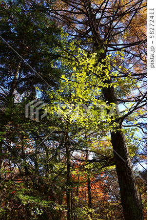 八ヶ岳自然ふれあいセンターの紅葉 八ヶ岳自然ふれあいセンターの紅葉 58272411