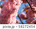 桜 58272454