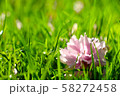 桜 58272458