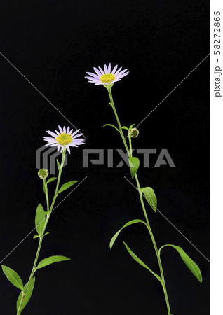 ユウガギク 58272866