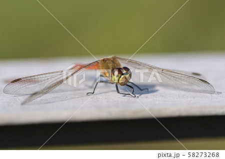 トンボ 昆虫 自然 58273268
