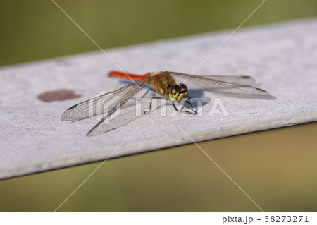 トンボ 昆虫 自然 58273271