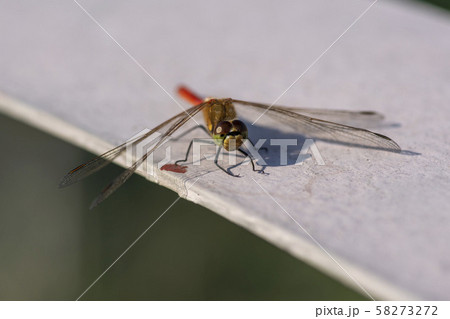 トンボ 昆虫 自然 58273272