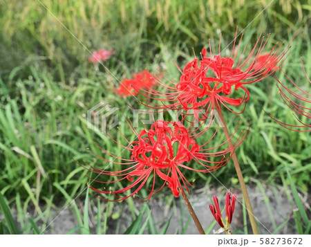 ヒガンバナ　ヒガンバナの花　曼珠沙華 58273672