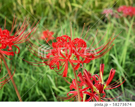 ヒガンバナ ヒガンバナの花 曼珠沙華 ヒガンバナ ヒガンバナの花 曼珠沙華 58273674