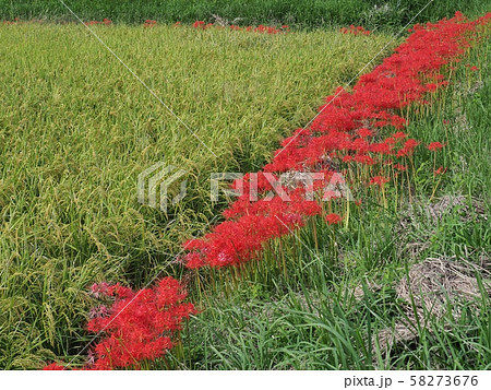 ヒガンバナ ヒガンバナの花 曼珠沙華 ヒガンバナ ヒガンバナの花 曼珠沙華 58273676