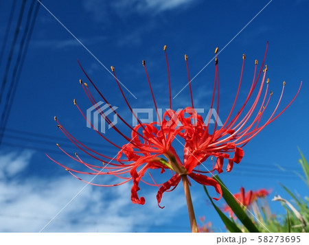 ヒガンバナ ヒガンバナの花 曼珠沙華 ヒガンバナ ヒガンバナの花 曼珠沙華 58273695