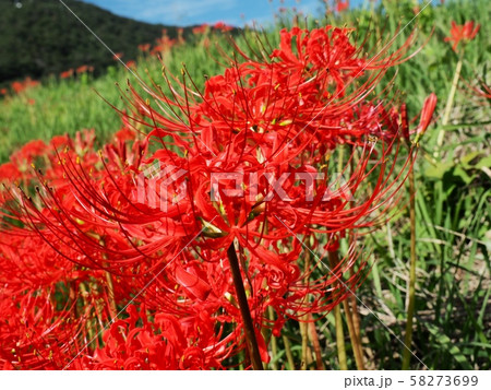 ヒガンバナ　ヒガンバナの花　曼珠沙華 58273699
