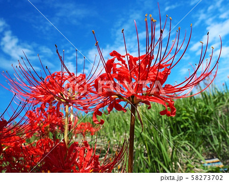 ヒガンバナ　ヒガンバナの花　曼珠沙華 58273702