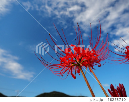 ヒガンバナ ヒガンバナの花 曼珠沙華 ヒガンバナ ヒガンバナの花 曼珠沙華 58273710