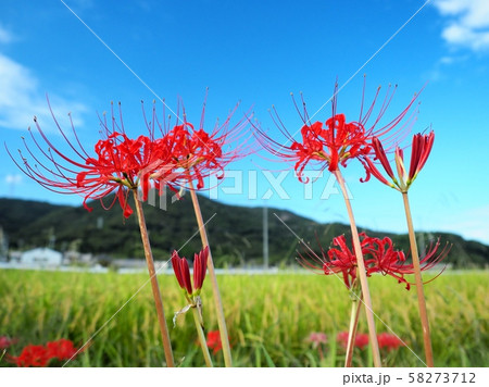 ヒガンバナ ヒガンバナの花 曼珠沙華 ヒガンバナ ヒガンバナの花 曼珠沙華 58273712