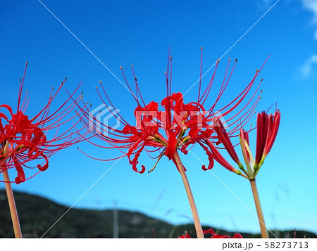 ヒガンバナ　ヒガンバナの花　曼珠沙華 58273713