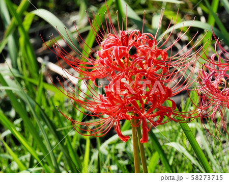 ヒガンバナ　ヒガンバナの花　曼珠沙華 58273715