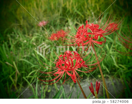 ヒガンバナ ヒガンバナの花 トイフォト ヒガンバナ ヒガンバナの花 トイフォト 58274006