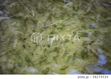 釣り堀の魚 釣り堀の魚 58274534