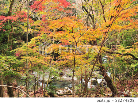下田街道沿いの紅葉-18434 58274808