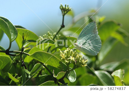 ホウライカガミで吸蜜するウスキシロチョウ・ギンモン型 58274837