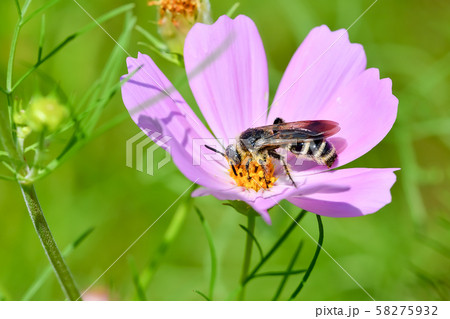 ヒメハラナガツチバチ 58275932