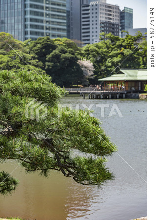 【浜離宮恩賜公園　松】 58276149