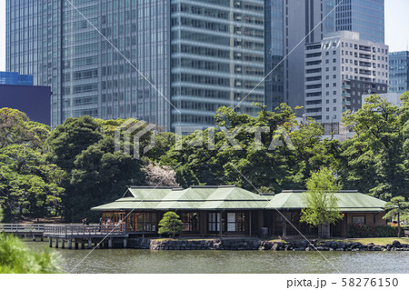 【浜離宮恩賜公園　染井吉野】 58276150