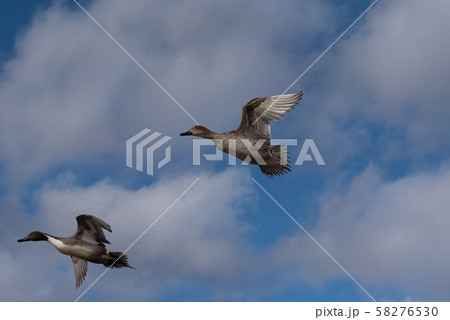 羽ばたくオナガガモ 58276530