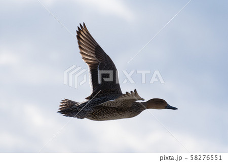 羽ばたくオナガガモ 58276551
