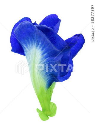Butterfly pea, Blue pea isolated on white Butterfly pea, Blue pea isolated on white 58277397