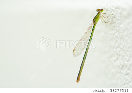Dragonfly or british dragonfly on white concrete 58277511