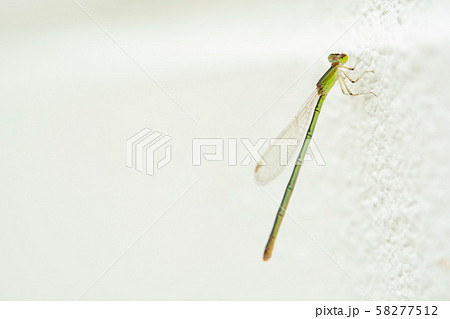 Dragonfly or british dragonfly on white concrete Dragonfly or british dragonfly on white concrete 58277512
