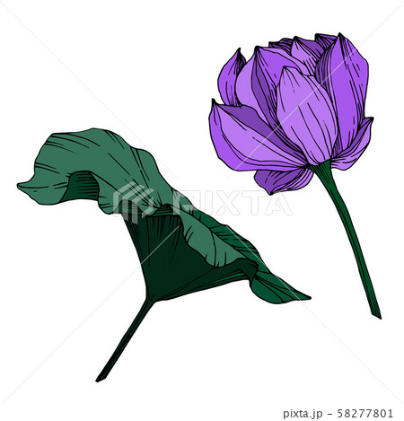 Vector Lotus floral botanical flower. Black and white engraved ink art. Isolated lotus illustration 58277801
