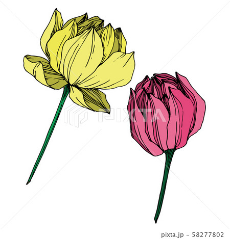Vector Lotus floral botanical flower. Black and white engraved ink art. Isolated lotus illustration 58277802