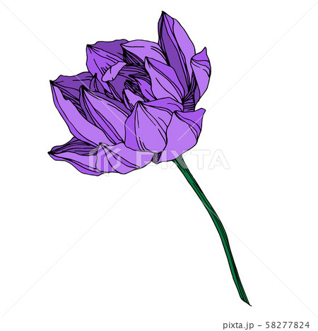 Vector Lotus floral botanical flower. Black and white engraved ink art. Isolated lotus illustration 58277824