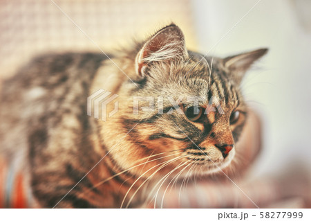 Portrait of striped cat. Portrait of striped cat. 58277999