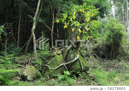 木の根が絡みついた巨石(ラピュタのような世界観) 木の根が絡みついた巨石(ラピュタのような世界観) 58278001