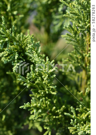Hinoki cypress Draht Hinoki cypress Draht 58278263