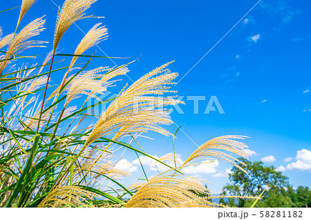 ススキ　青空　初秋　【長野県】 58281182