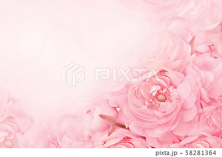 Summer blossoming delicate ranunculus or pink spring blooming flowers festive background, pastel and soft bouquet floral card, toned 58281364